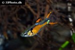 poecilia wingei poecilia wingei