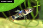 poecilia wingei poecilia wingei