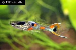 poecilia wingei poecilia wingei