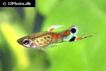 poecilia wingei poecilia wingei