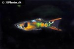 poecilia wingei poecilia wingei