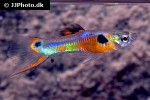 poecilia wingei poecilia wingei