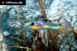 poecilia wingei poecilia wingei