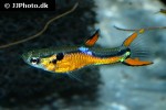 poecilia wingei poecilia wingei