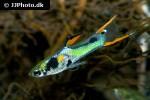 poecilia wingei poecilia wingei