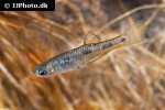 poeciliopsis gracilis poeciliopsis gracilis