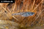poeciliopsis gracilis poeciliopsis gracilis