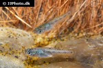 poeciliopsis gracilis poeciliopsis gracilis