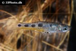 poeciliopsis gracilis poeciliopsis gracilis
