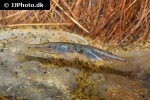 poeciliopsis gracilis poeciliopsis gracilis