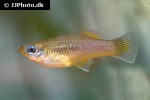 priapella intermedia priapella intermedia