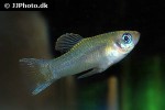 priapella olmecae priapella olmecae