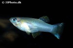 priapella olmecae priapella olmecae