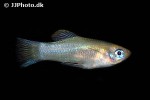 priapella olmecae priapella olmecae
