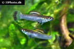 priapichthys nigroventralis priapichthys nigroventralis