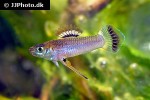 priapichthys nigroventralis priapichthys nigroventralis