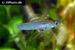 priapichthys nigroventralis priapichthys nigroventralis