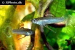 priapichthys nigroventralis priapichthys nigroventralis