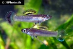 priapichthys nigroventralis priapichthys nigroventralis