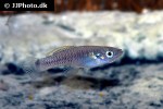 pseudoxiphophorus anzuetoi pseudoxiphophorus anzuetoi