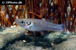 pseudoxiphophorus anzuetoi pseudoxiphophorus anzuetoi