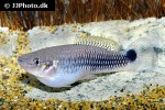 pseudoxiphophorus anzuetoi pseudoxiphophorus anzuetoi