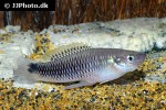 pseudoxiphophorus anzuetoi pseudoxiphophorus anzuetoi