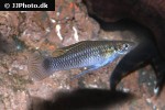 pseudoxiphophorus anzuetoi pseudoxiphophorus anzuetoi