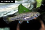 scolichthys iota scolichthys iota