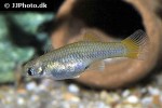 scolichthys iota scolichthys iota