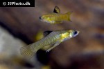 xenophallus umbratilis xenophallus umbratilis