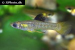 xenophallus umbratilis xenophallus umbratilis