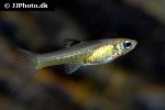 xenophallus umbratilis xenophallus umbratilis