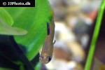 xenophallus umbratilis xenophallus umbratilis