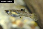 xenophallus umbratilis xenophallus umbratilis