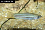 xiphophorus clemenciae xiphophorus clemenciae