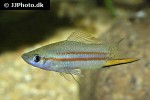 xiphophorus clemenciae xiphophorus clemenciae