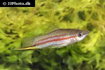 xiphophorus clemenciae xiphophorus clemenciae
