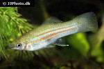 xiphophorus clemenciae xiphophorus clemenciae