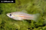 xiphophorus clemenciae xiphophorus clemenciae