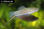 xiphophorus clemenciae xiphophorus clemenciae
