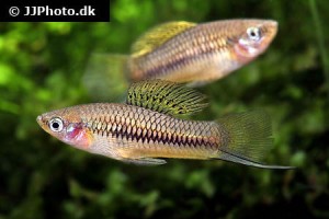 Livebearers - Poecilids