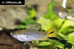 xiphophorus cortezi xiphophorus cortezi