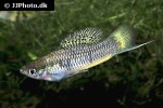 xiphophorus cortezi xiphophorus cortezi