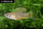 xiphophorus cortezi xiphophorus cortezi
