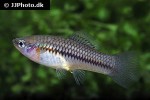 xiphophorus cortezi xiphophorus cortezi