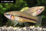 xiphophorus cortezi xiphophorus cortezi