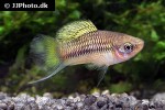 xiphophorus cortezi xiphophorus cortezi