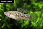 xiphophorus cortezi xiphophorus cortezi