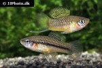 xiphophorus cortezi xiphophorus cortezi